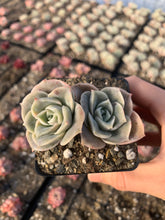 Load image into Gallery viewer, Echeveria Lovely rose - April Farm Rare Succulent
