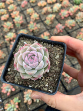 Load image into Gallery viewer, Echeveria Elegans sp. "maigan" Queen (mini succulent) - April Farm/Rare Succulents