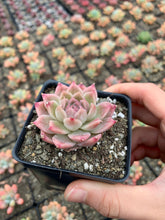 Load image into Gallery viewer, Echeveria Elegans sp. "maigan" Queen (mini succulent) - April Farm/Rare Succulents
