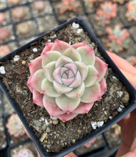 Load image into Gallery viewer, Echeveria Elegans sp. "maigan" Queen (mini succulent) - April Farm/Rare Succulents