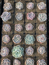 Load image into Gallery viewer, Echeveria Elegans 'Blue Wonders' - April Farm/Rare Succulents