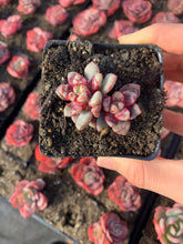 Load image into Gallery viewer, Echeveria “Echo" - April Farm/Rare Succulents