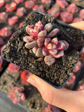 Load image into Gallery viewer, Echeveria “Echo" - April Farm/Rare Succulents