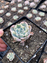 Load image into Gallery viewer, Echeveria Lenore Dean (CC) - April Farm/Rare Succulents
