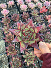 Load image into Gallery viewer, Echeveria Agavoides Ebony sp. - April Farm/Rare Succulents