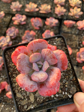 Load image into Gallery viewer, Echeveria Heart Delight - April Farm/Rare Succulents