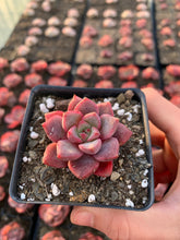 Load image into Gallery viewer, Echeveria Pink 'Zaragosa' x Elegans - April Farm/Rare Succulents