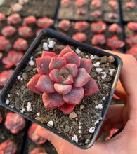 Load image into Gallery viewer, Echeveria Pink 'Zaragosa' x Elegans - April Farm/Rare Succulents