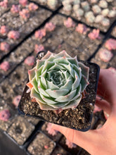Load image into Gallery viewer, Echeveria Elegans sp. 'Gilo' - April Farm/Rare Succulents