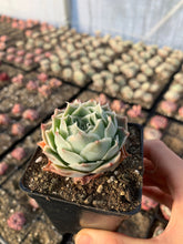Load image into Gallery viewer, Echeveria Elegans sp. 'Gilo' - April Farm/Rare Succulents