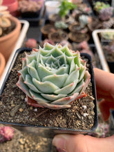 Load image into Gallery viewer, Echeveria Elegans sp. 'Gilo' - April Farm/Rare Succulents