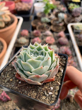 Load image into Gallery viewer, Echeveria Elegans sp. 'Gilo' - April Farm/Rare Succulents