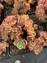 Load image into Gallery viewer, Echeveria Crested Lemon Rose - April Farm/Rare Succulents
