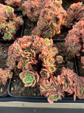 Load image into Gallery viewer, Echeveria Crested Lemon Rose - April Farm/Rare Succulents
