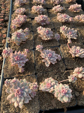 Load image into Gallery viewer, Echeveria Variegated Prolifica - April Farm/Rare Succulents