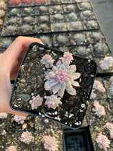 Load image into Gallery viewer, Echeveria Variegated Prolifica - April Farm/Rare Succulents