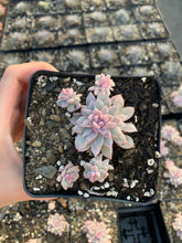 Load image into Gallery viewer, Echeveria Variegated Prolifica - April Farm/Rare Succulents