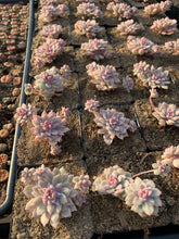 Load image into Gallery viewer, Echeveria Variegated Prolifica - April Farm/Rare Succulents