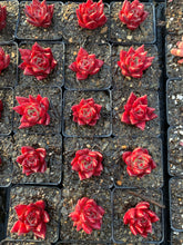 Load image into Gallery viewer, Echeveria Agavoides Ruming - April Farm/Rare Succulents