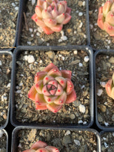 Load image into Gallery viewer, Echeveria Quartz (mini succulent single head) - April Farm/Rare Succulents