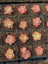 Load image into Gallery viewer, Echeveria Red Noble - April Farm/Rare Succulents