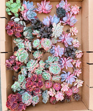 Load image into Gallery viewer, Mystery box - April Farm/Rare Succulents