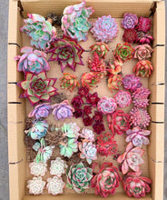 Load image into Gallery viewer, Mystery box - April Farm/Rare Succulents