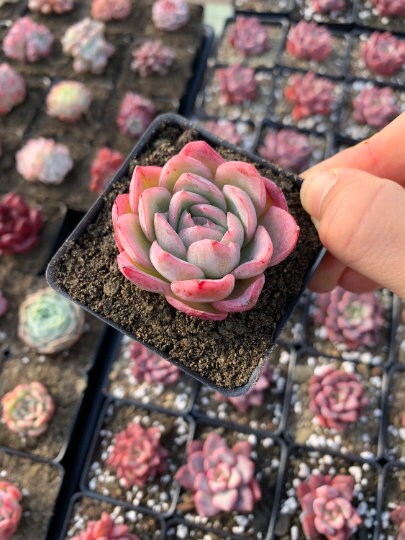 succulent plant in japanese Echeveria Elegans Japanese Ice berry(green in summer)