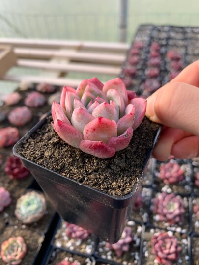japanese succulent Echeveria Elegans Japanese Ice berry(green in summer)