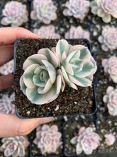 Load image into Gallery viewer, Echeveria Lenore Dean (CC) - April Farm/Rare Succulents