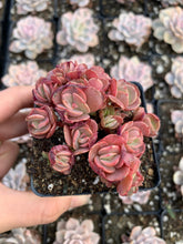 Load image into Gallery viewer, Echeveria Sunyan - April Farm/Rare Succulents