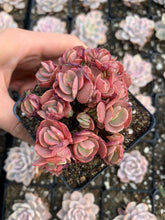 Load image into Gallery viewer, Echeveria Sunyan - April Farm/Rare Succulents