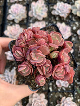 Load image into Gallery viewer, Echeveria Sunyan - April Farm/Rare Succulents