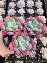 Load image into Gallery viewer, Echeveria Raindrops frills cluster - April Farm/Rare Succulents