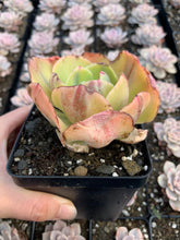 Load image into Gallery viewer, Echeveria Sunset Peony Variegated - April Farm/Rare Succulents