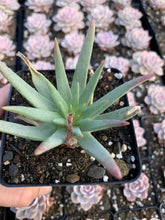 Load image into Gallery viewer, Dudleya cultrata - April Farm/Rare Succulents