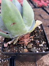 Load image into Gallery viewer, Dudleya brittonii - April Farm/Rare Succulents