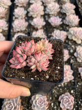 Load image into Gallery viewer, Echeveria Variegated Mebina (mini succulent) - April Farm/Rare Succulents