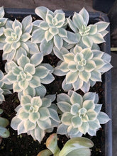 Load image into Gallery viewer, Echeveria Subsessilis variegated - April Farm/Rare Succulents