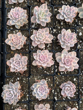 Load image into Gallery viewer, Echeveria Subsessilis variegated - April Farm/Rare Succulents