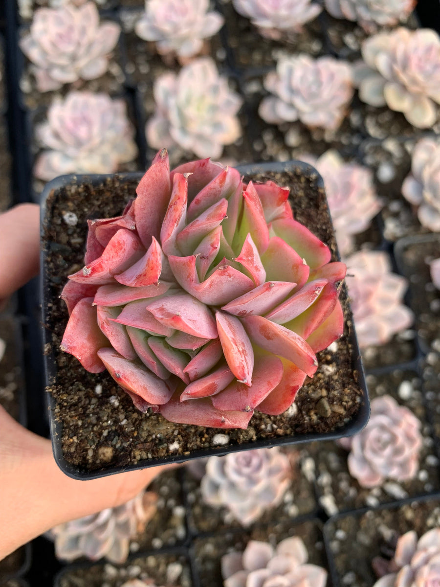 luella succulent Echeveria Luella