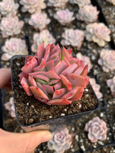 Load image into Gallery viewer, Echeveria Luella - April Farm/Rare Succulents