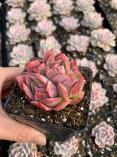 Load image into Gallery viewer, Echeveria Luella - April Farm/Rare Succulents