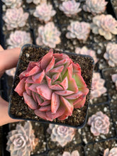 Load image into Gallery viewer, Echeveria Luella - April Farm/Rare Succulents
