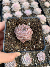 Load image into Gallery viewer, Echeveria elegans Hyaliana (mini succulent) - April Farm/Rare Succulents