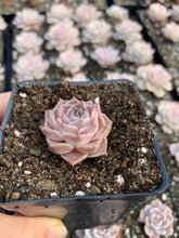 Load image into Gallery viewer, Echeveria elegans Hyaliana (mini succulent) - April Farm/Rare Succulents