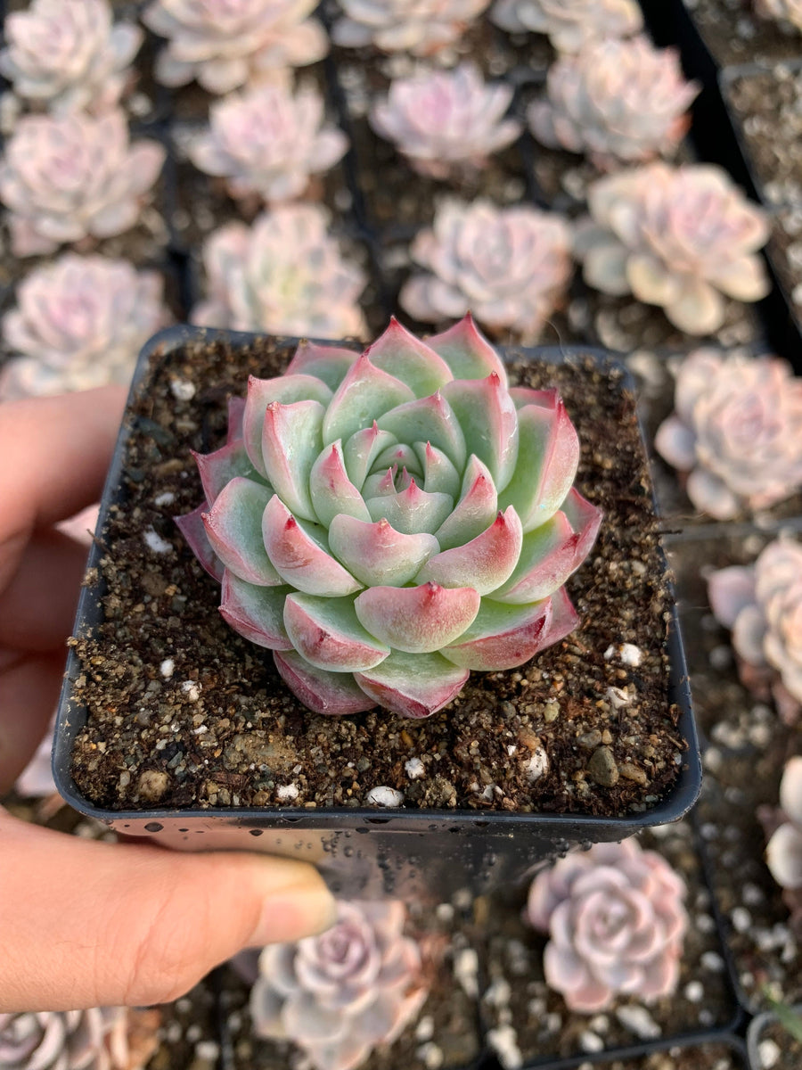 crystal rabbit succulent Echeveria Crystal Rose