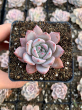 Load image into Gallery viewer, Echeveria Blue bird - April Farm/Rare Succulents