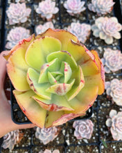 Load image into Gallery viewer, Echeveria Sunset Peony Variegated - April Farm/Rare Succulents