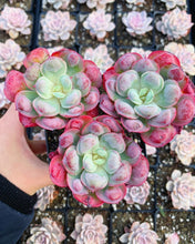 Load image into Gallery viewer, Echeveria Raindrops frills cluster - April Farm/Rare Succulents